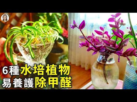 家居水種植物|【水種植物】水種植物：15種室內植物推薦，讓你輕鬆。